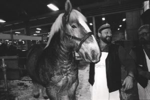 Kusk og hest i Carlsberg Stald
