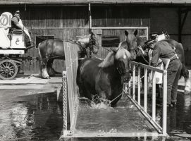 Hest vaskes, 1985